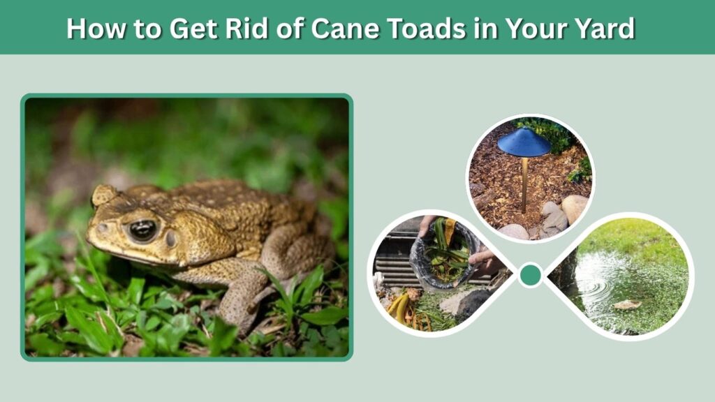 How to Get Rid of Cane Toads in Your Yard