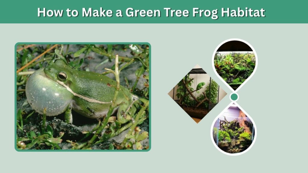 How to Make a Green Tree Frog Habitat
