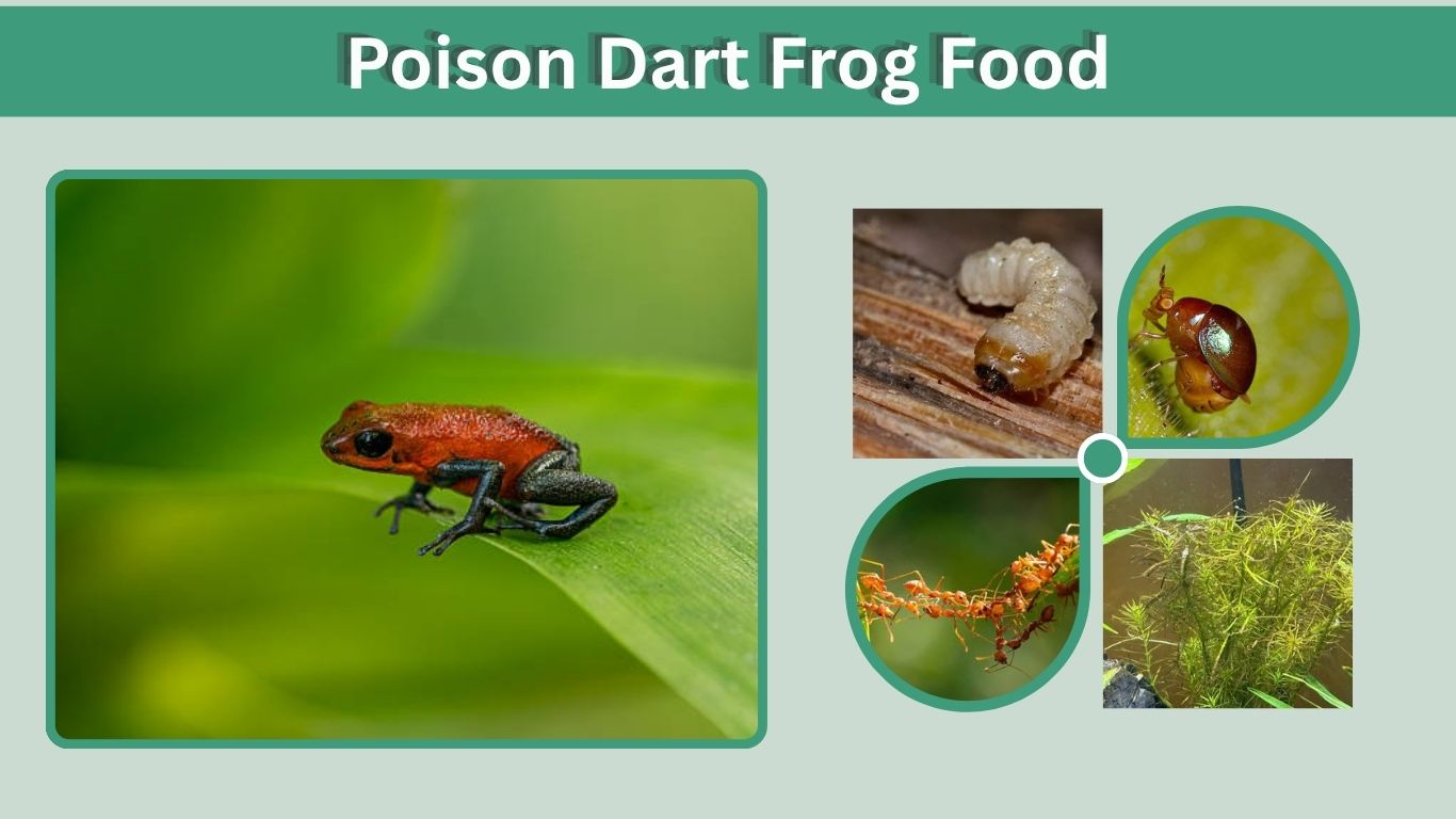 Poison Dart Frog Food: Diet, Feeding & Food Chain Guide