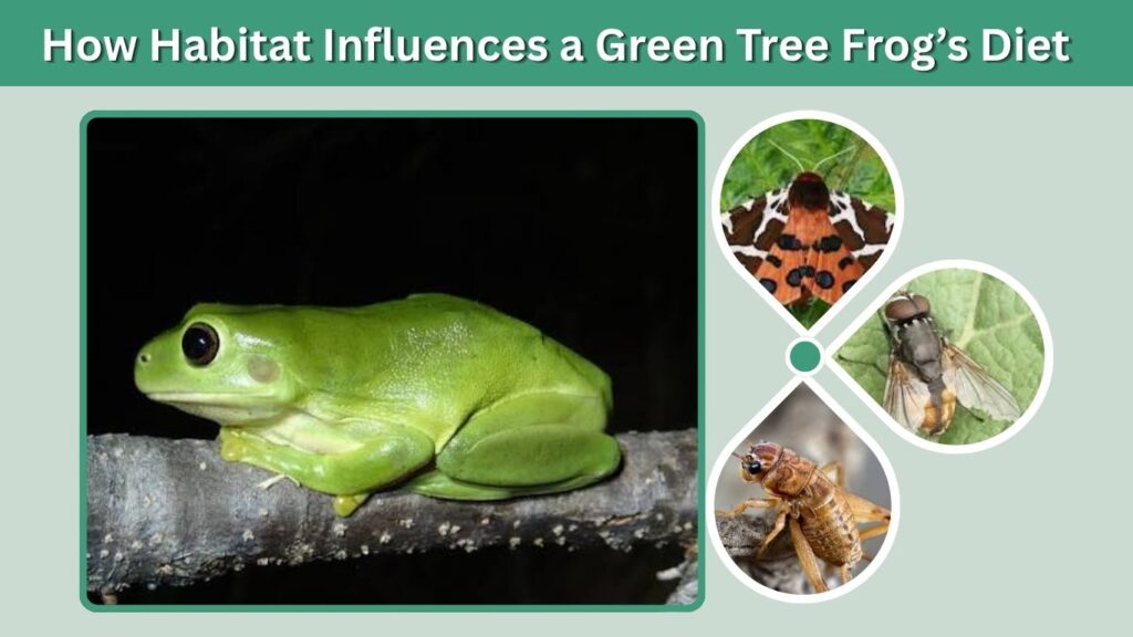 How Habitat Influences a Green Tree Frog’s Diet
