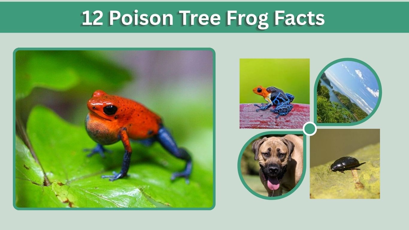 12 Poison Tree Frog Facts You Need to Know