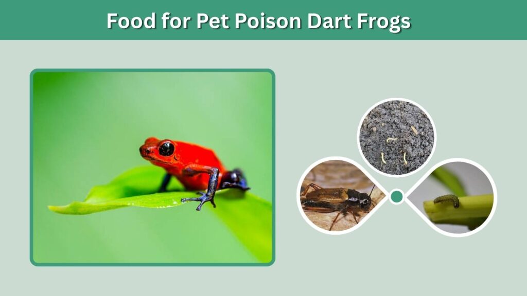 Food for Pet Poison Dart Frogs