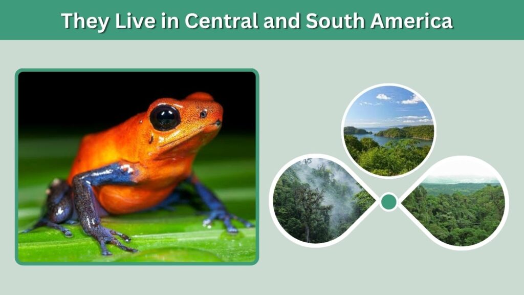 2. They Live in Central and South America