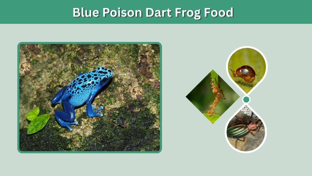Blue Poison Dart Frog Food