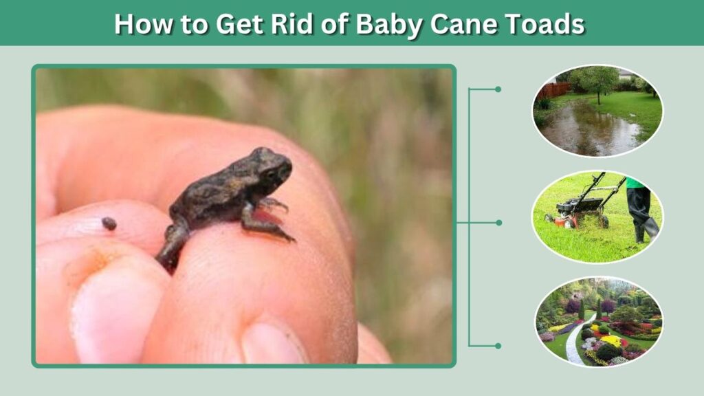 How to Get Rid of Baby Cane Toads