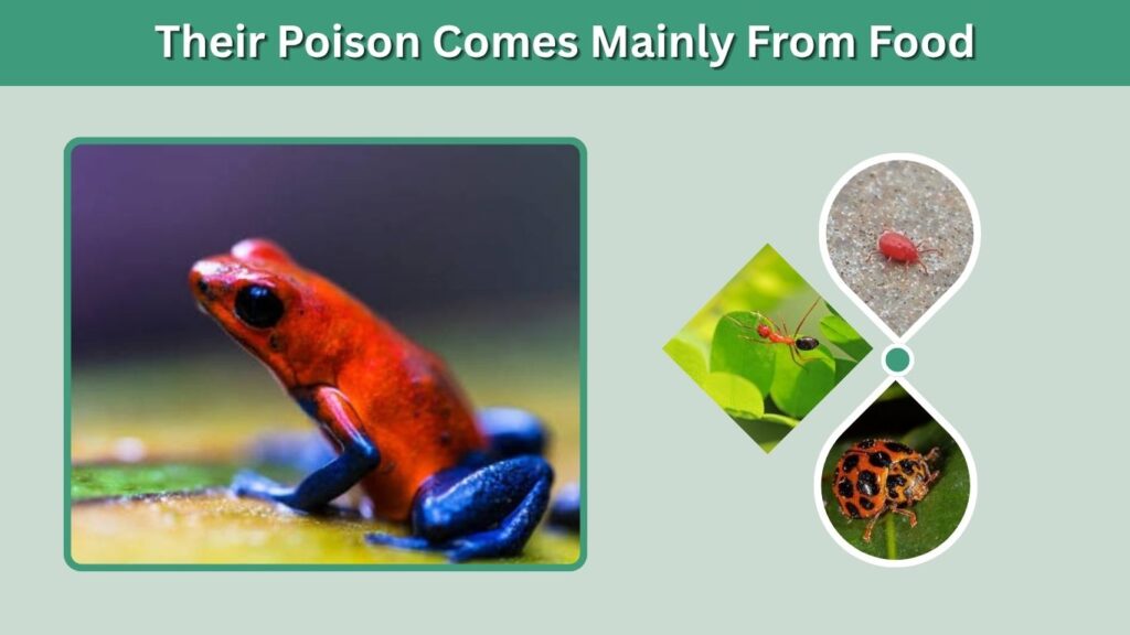 4. Their Poison Comes Mainly From Food