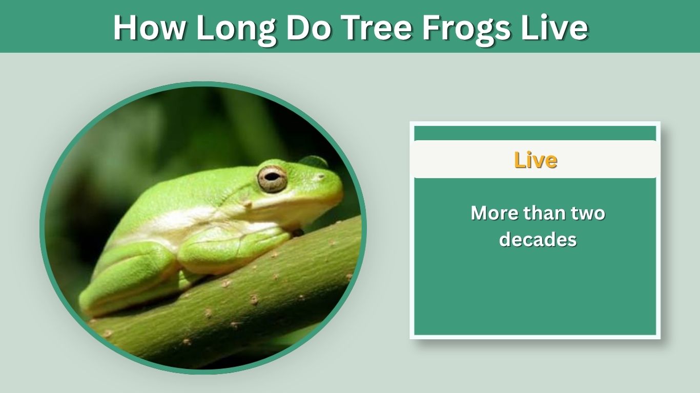 How Long Do Tree Frogs Live? Lifespan and Care Guide