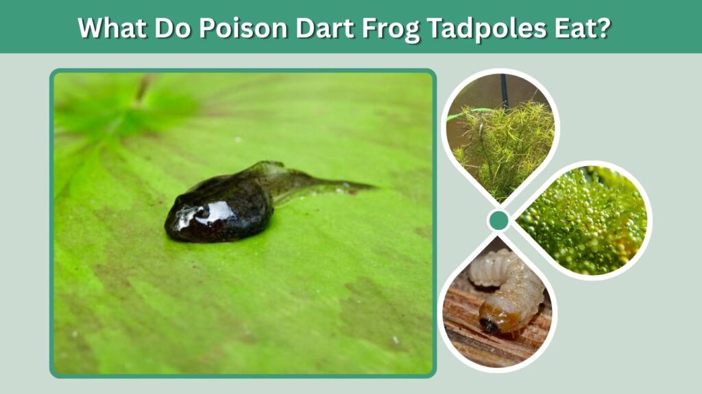 What Do Poison Dart Frog Tadpoles Eat?