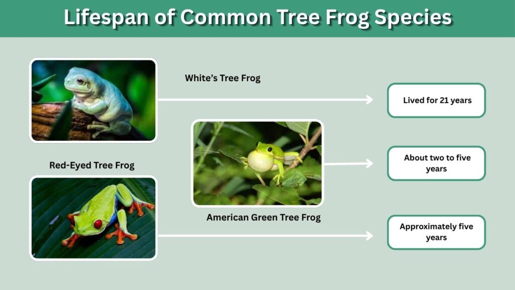 Lifespan of Common Tree Frog Species