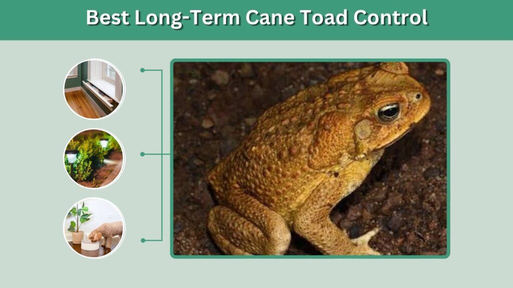 Best Long-Term Cane Toad Control