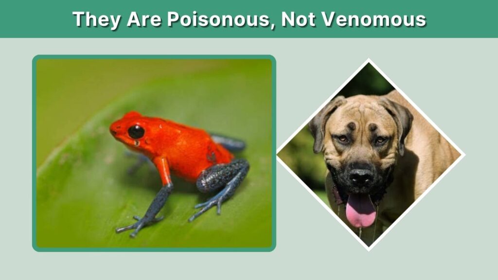 They Are Poisonous, Not Venomous