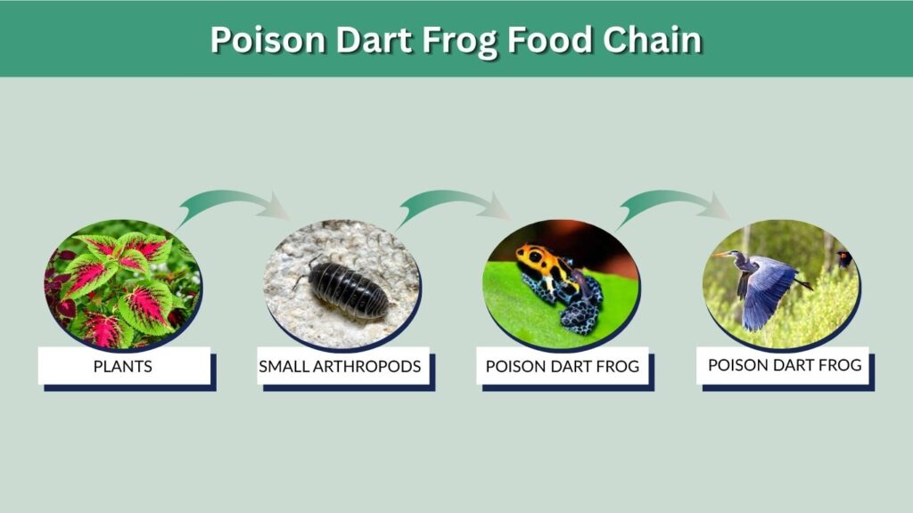 Poison Dart Frog Food Chain