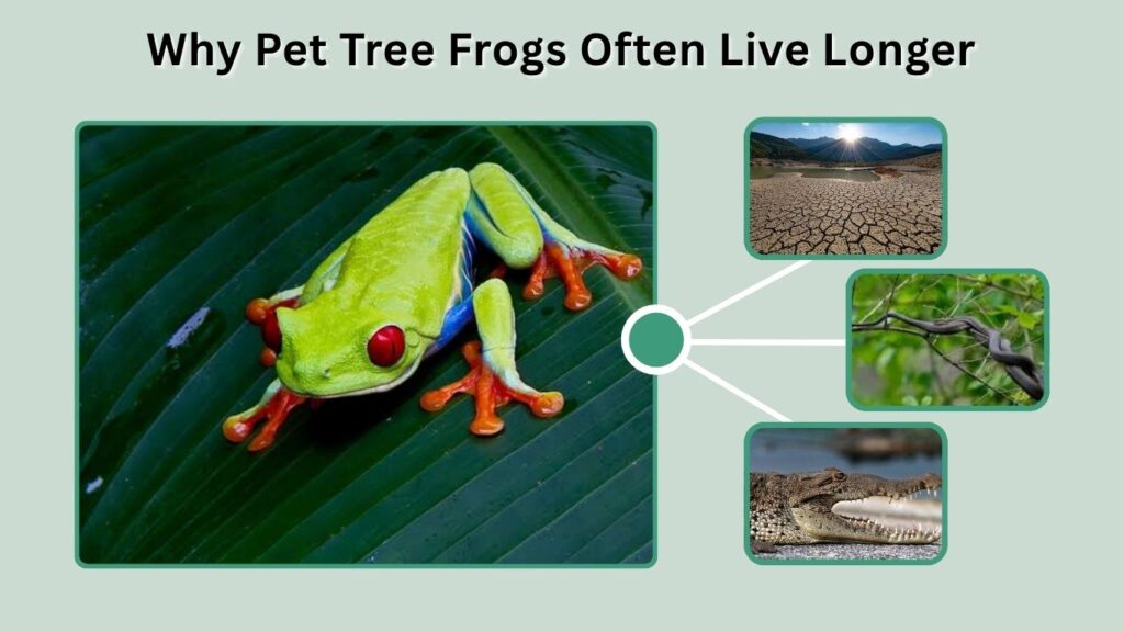 Why Pet Tree Frogs Often Live Longer