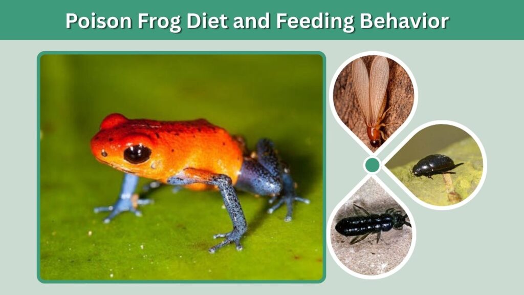 Poison Frog Diet and Feeding Behavior