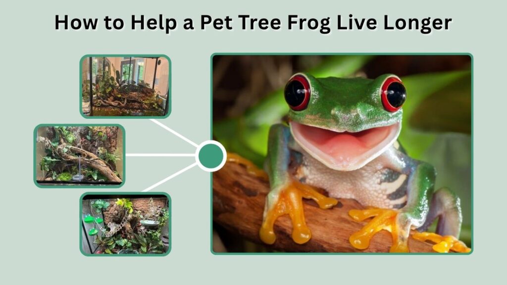 How to Help a Pet Tree Frog Live Longer