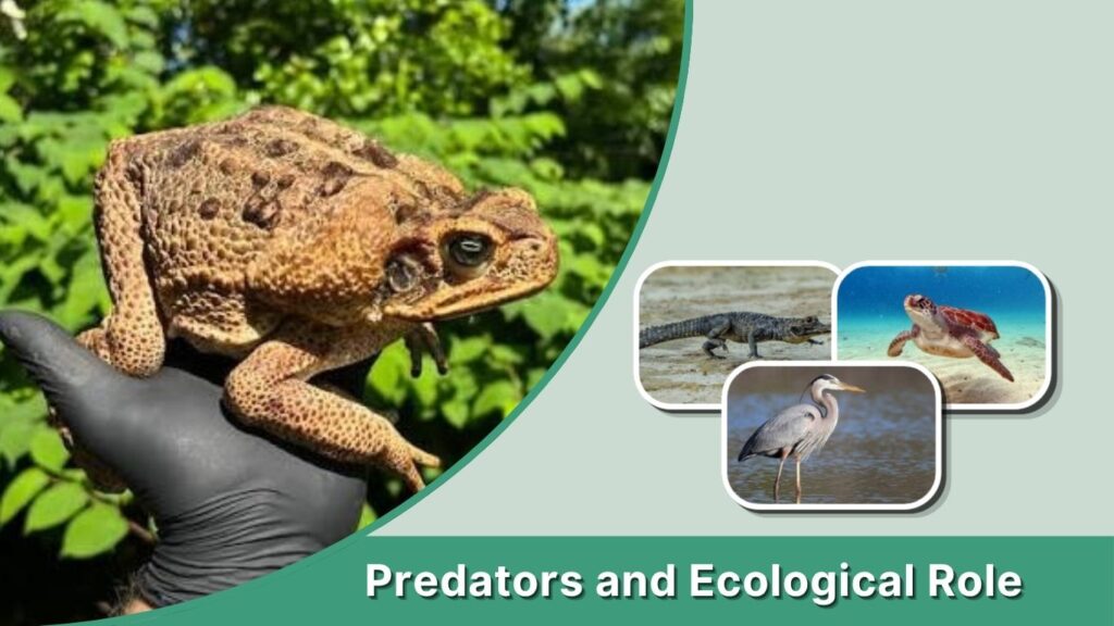 Predators and Ecological Role