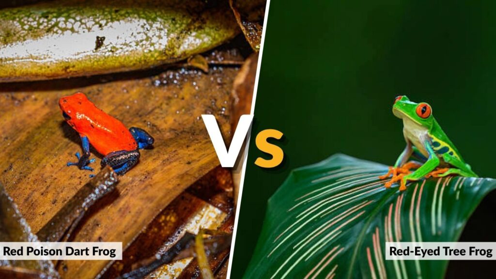 Red Poison Dart Frog vs. Red-Eyed Tree Frog