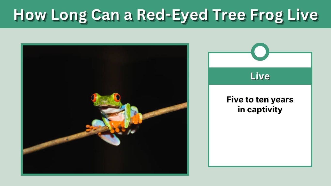 How Long Can a Red-Eyed Tree Frog Live? Lifespan Guide