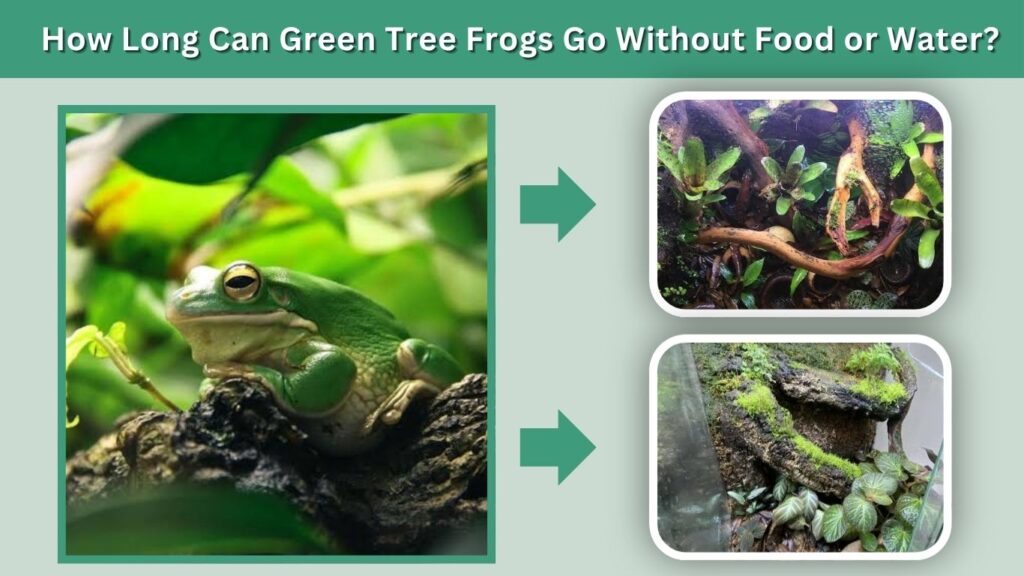 How Long Can Green Tree Frogs Go Without Food or Water?