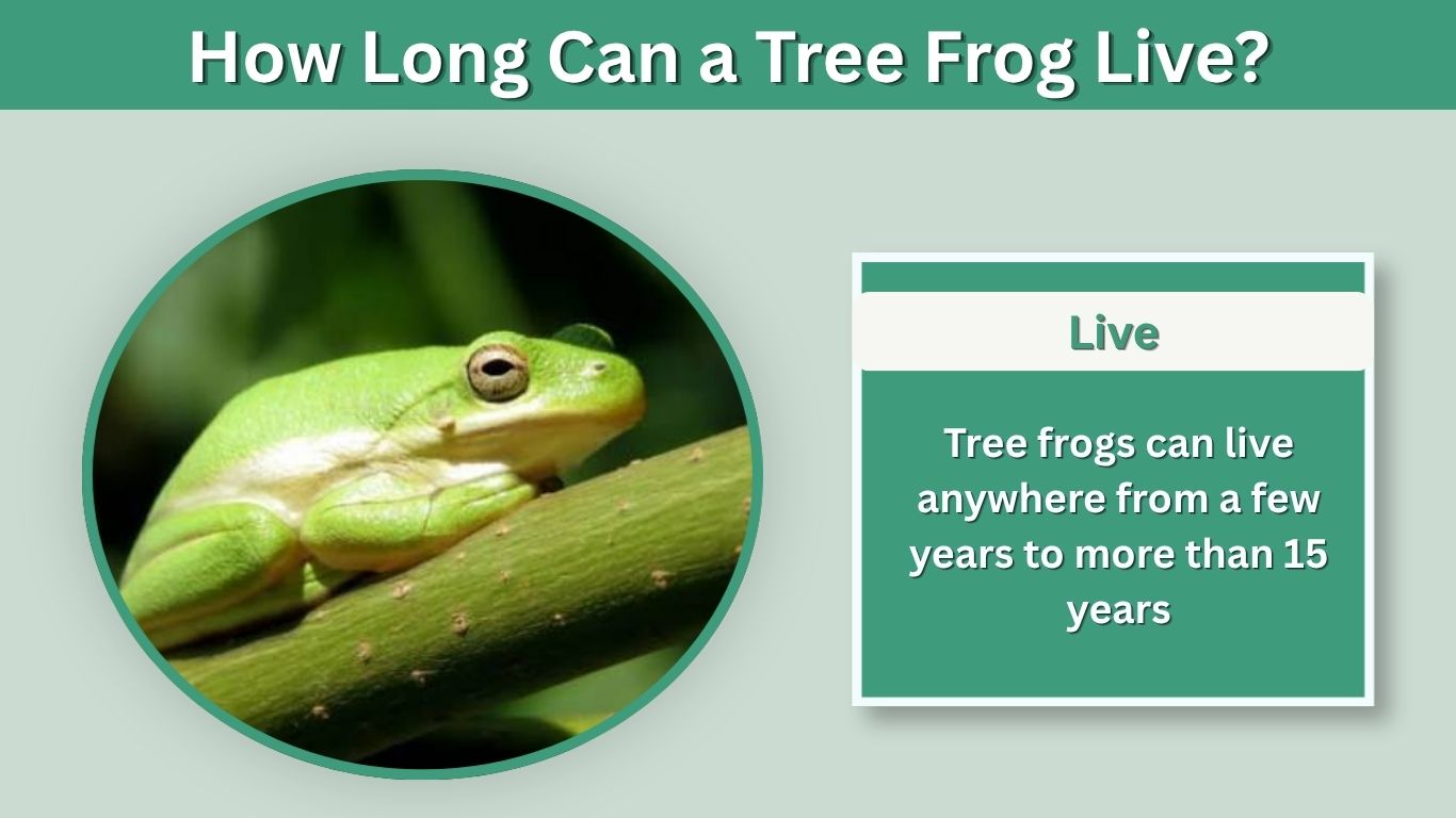 How Long Can a Tree Frog Live? Lifespan & Care Facts
