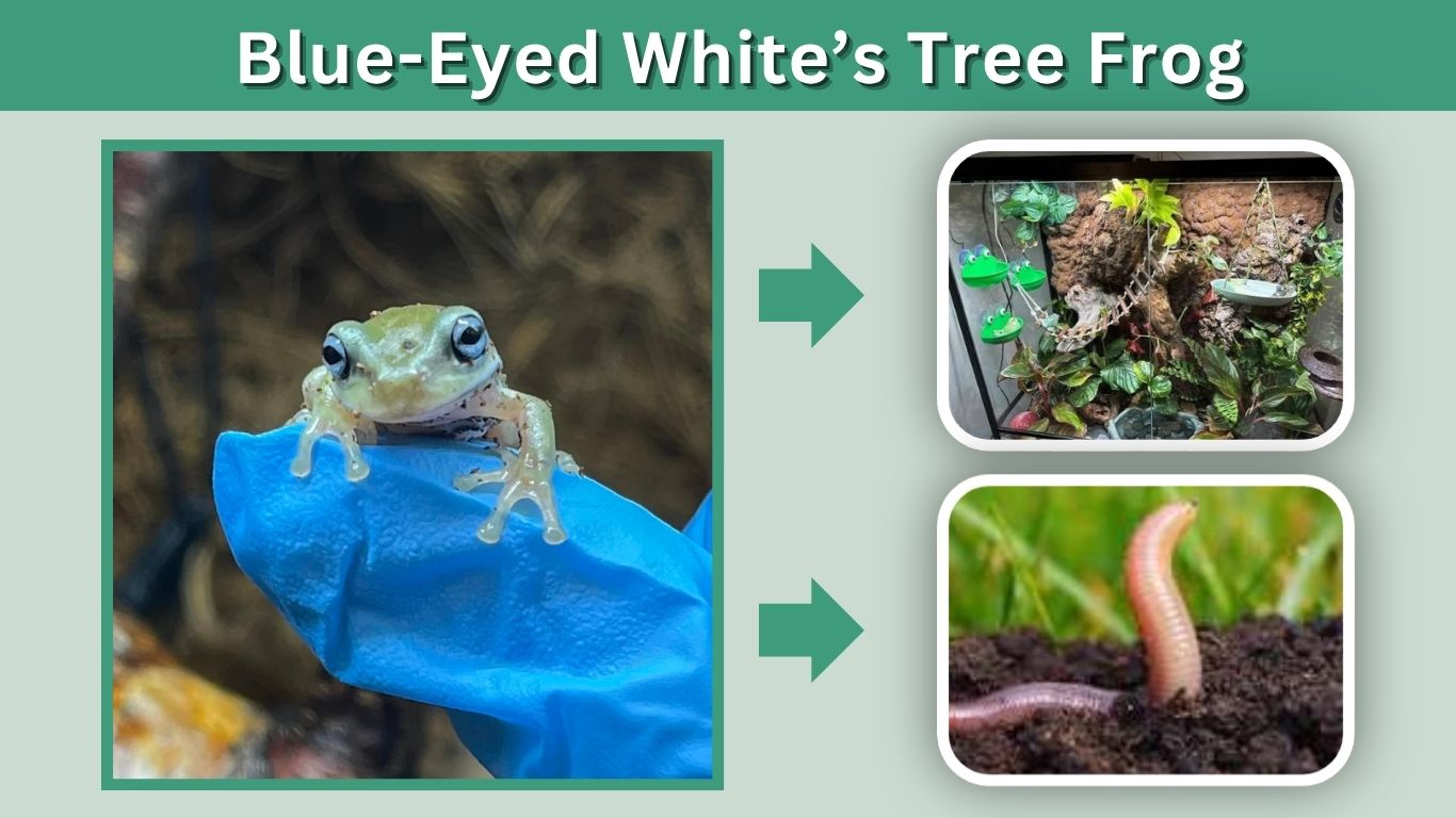 Blue-Eyed White’s Tree Frog: Care, Colors and Facts