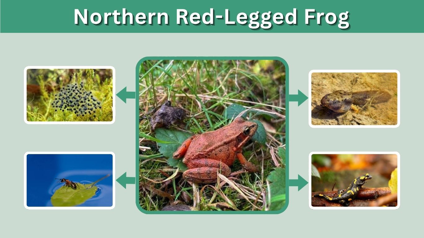 Northern Red-Legged Frog: Habitat, Diet, Size & Facts