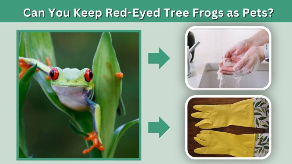 Can You Keep Red-Eyed Tree Frogs as Pets?