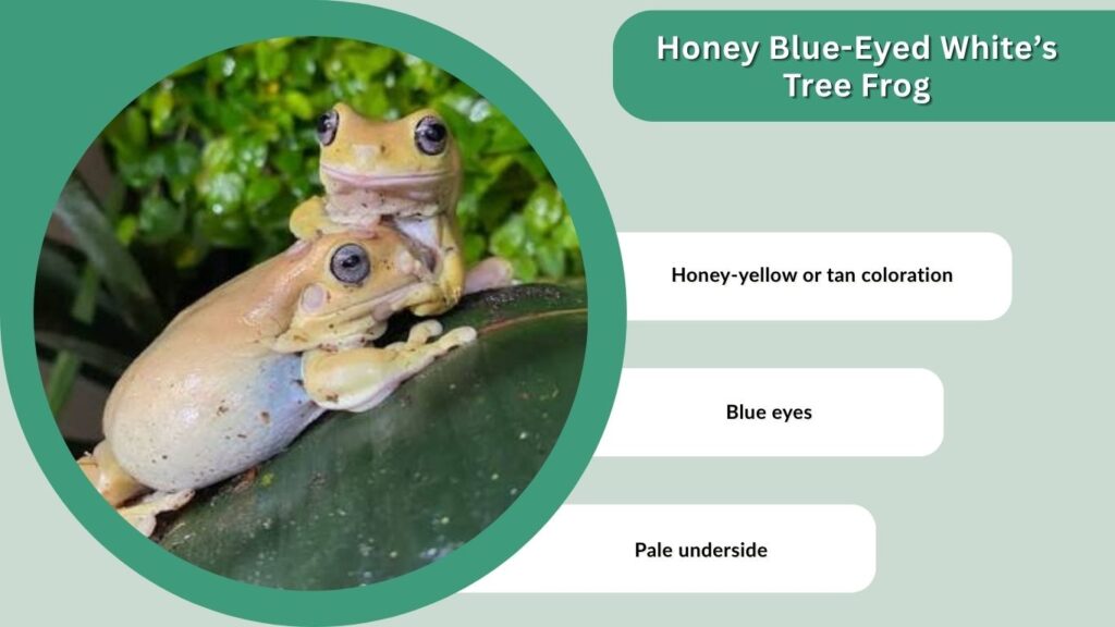 Honey Blue-Eyed White’s Tree Frog