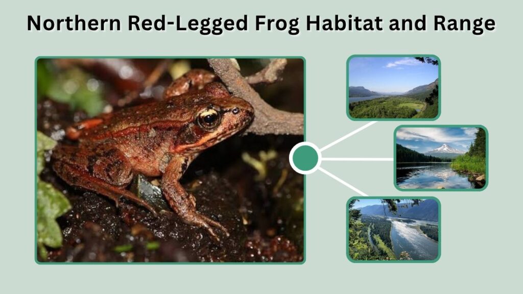 Northern Red-Legged Frog Habitat and Range