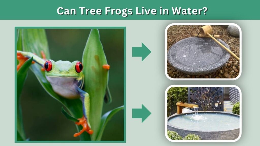 Can Tree Frogs Live in Water?