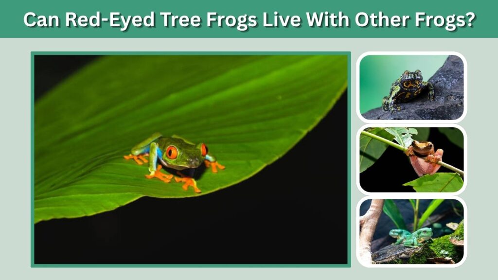 Can Red-Eyed Tree Frogs Live With Other Frogs?