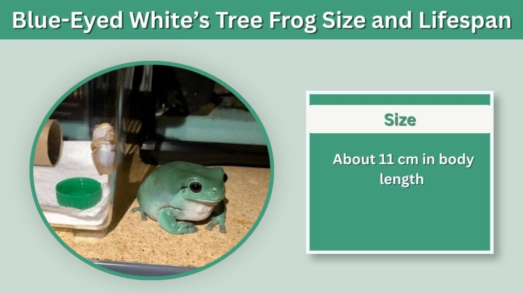 Blue-Eyed White’s Tree Frog Size and Lifespan