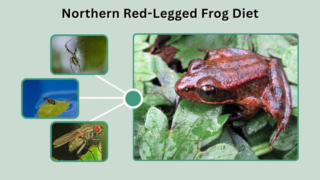 Northern Red-Legged Frog Diet