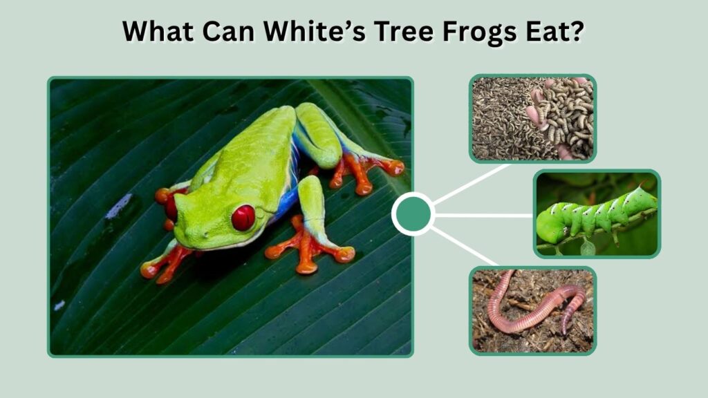 What Can White’s Tree Frogs Eat?