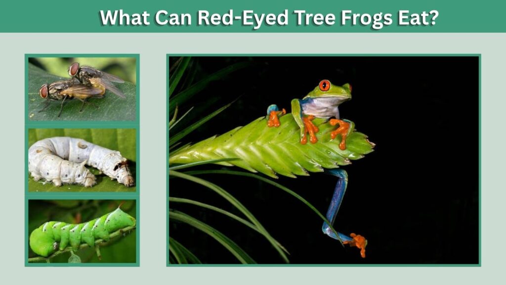 What Can Red-Eyed Tree Frogs Eat?