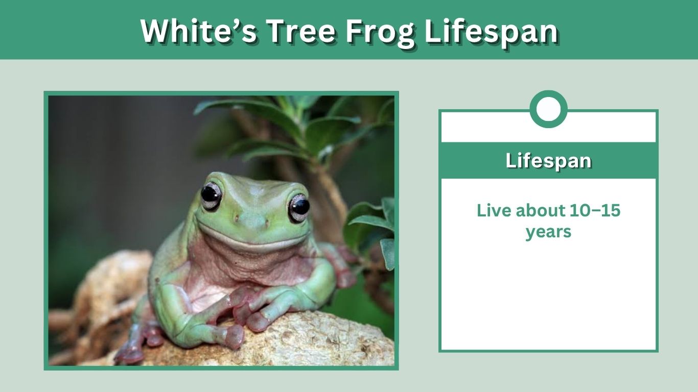 White’s Tree Frog Lifespan: How Long Do They Live?