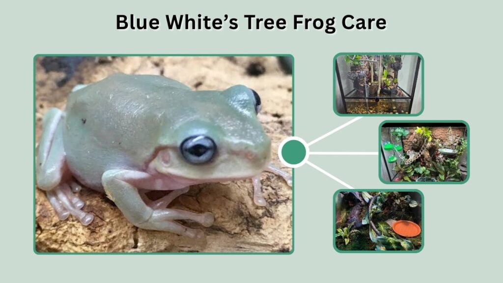 Blue White’s Tree Frog Care