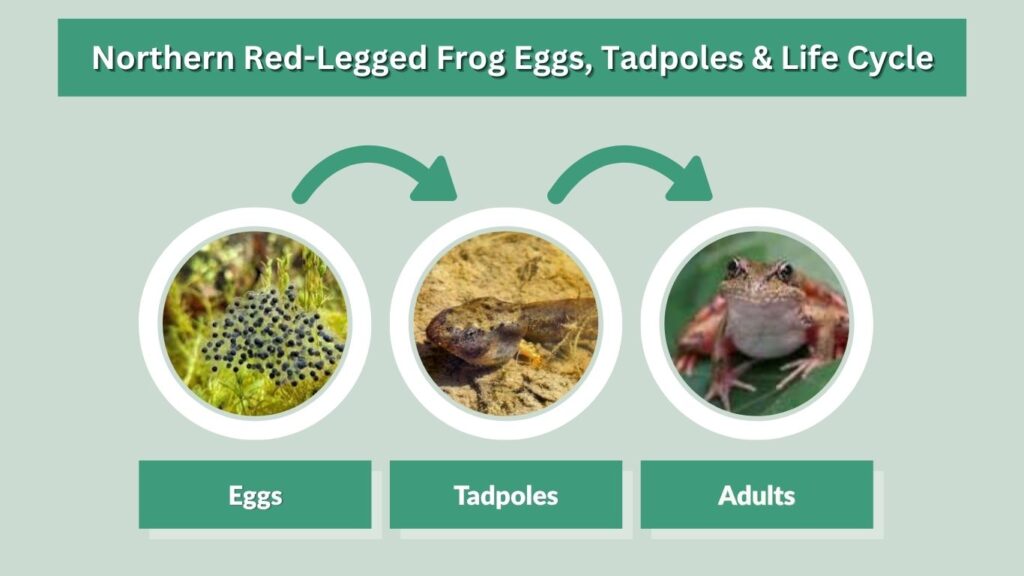 Northern Red-Legged Frog Eggs, Tadpoles & Life Cycle