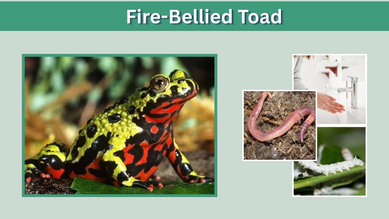 Fire-Bellied Toad: Care, Tank Setup, Diet, and Facts