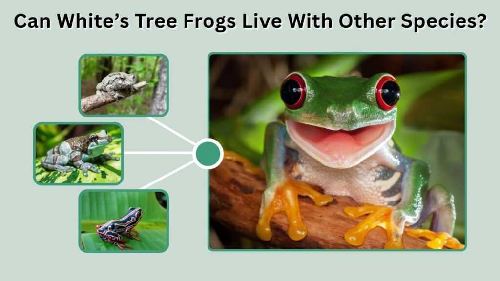 Can White’s Tree Frogs Live With Other Species?