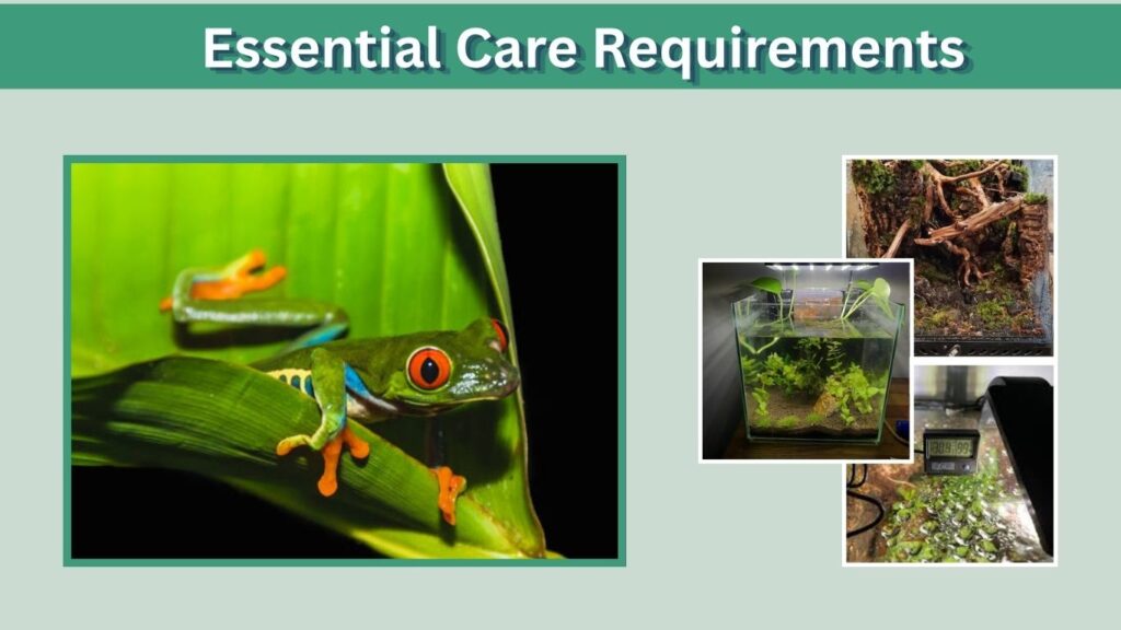 Essential Care Requirements