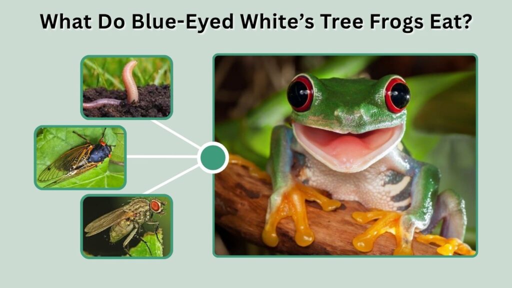 What Do Blue-Eyed White’s Tree Frogs Eat?