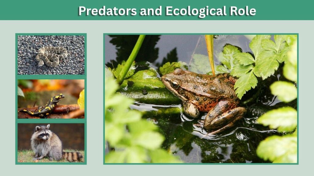 Predators and Ecological Role