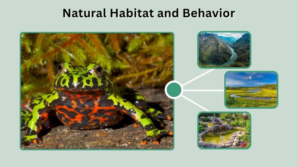 Natural Habitat and Behavior