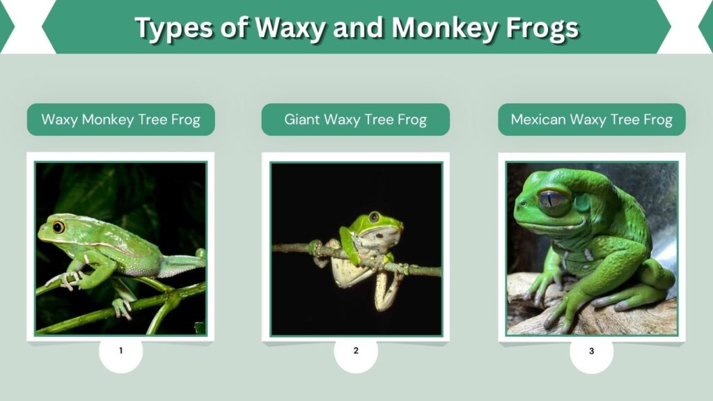 Types of Waxy and Monkey Frogs