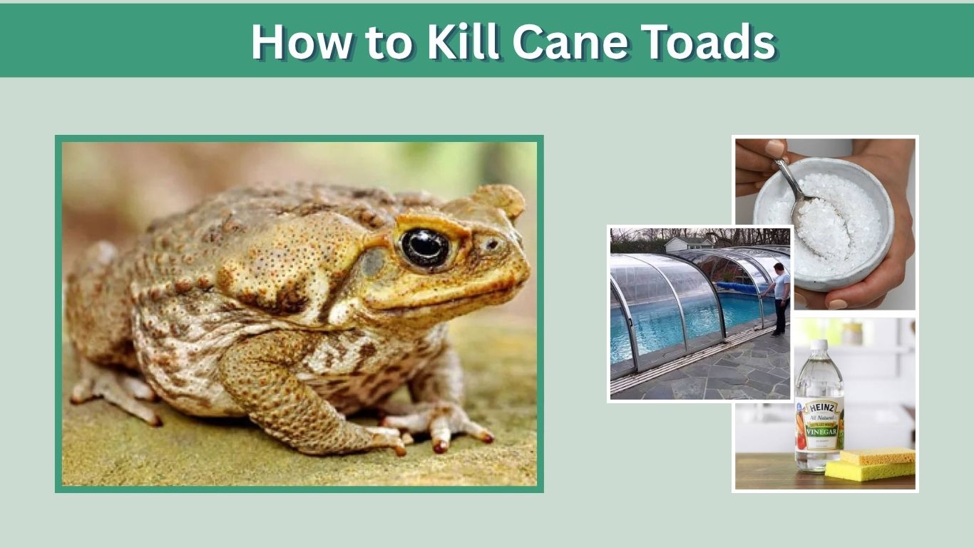 How to Kill Cane Toads Humanely and Keep Them Away