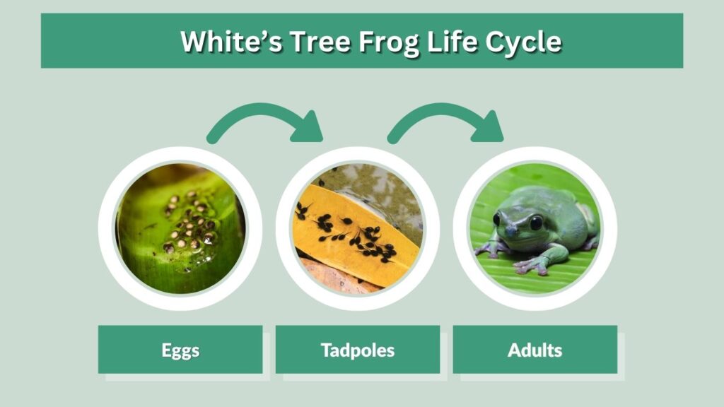 White’s Tree Frog Life Cycle