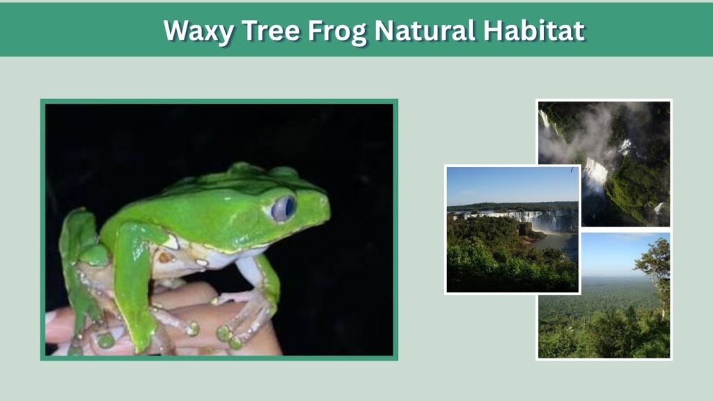 Waxy Tree Frog Natural Habitat