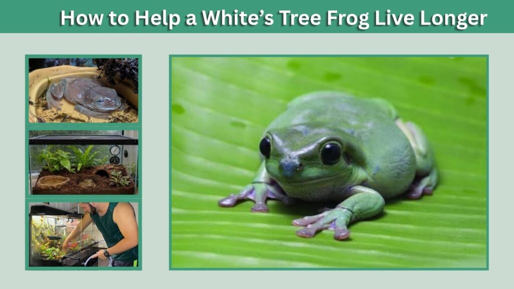How to Help a White’s Tree Frog Live Longer