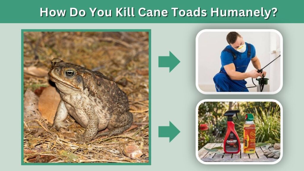 How Do You Kill Cane Toads Humanely?